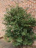 Laurel,Sweet Bay